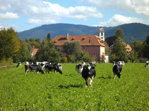 Kühe vor der Kirchzartener Talvogtei